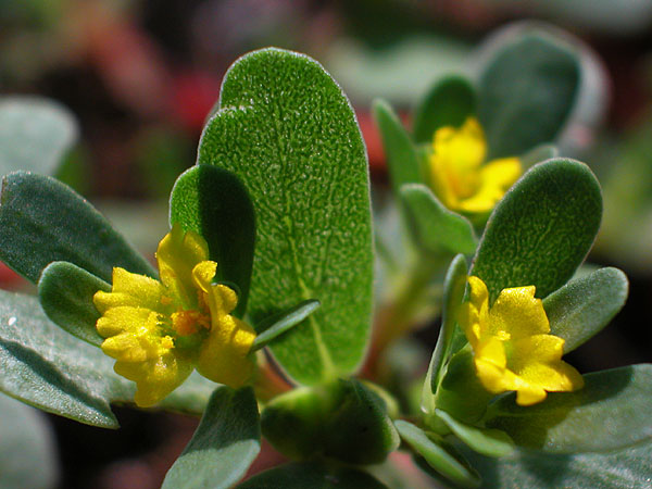 Purslane