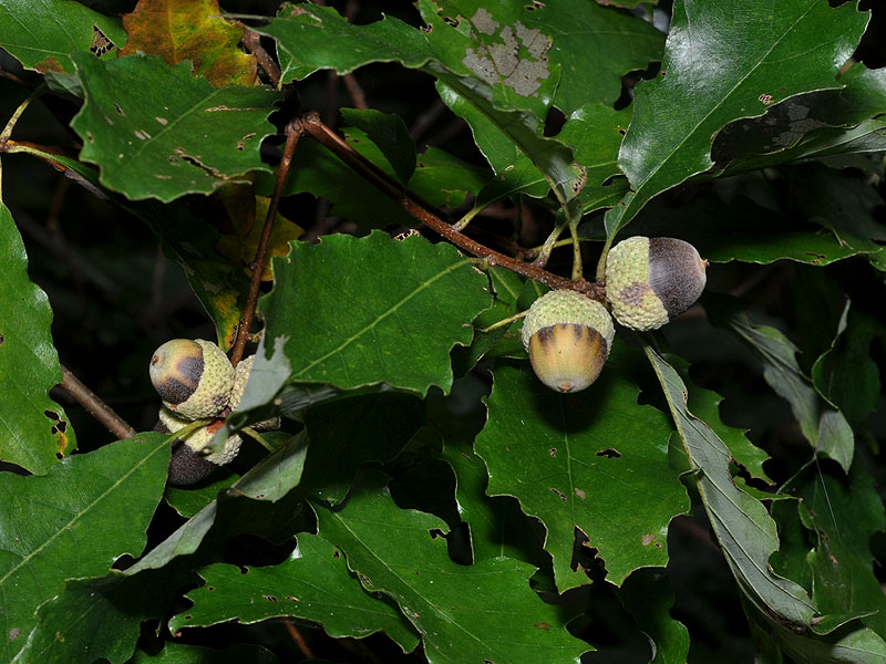 Dwarf Chinquapin Oak