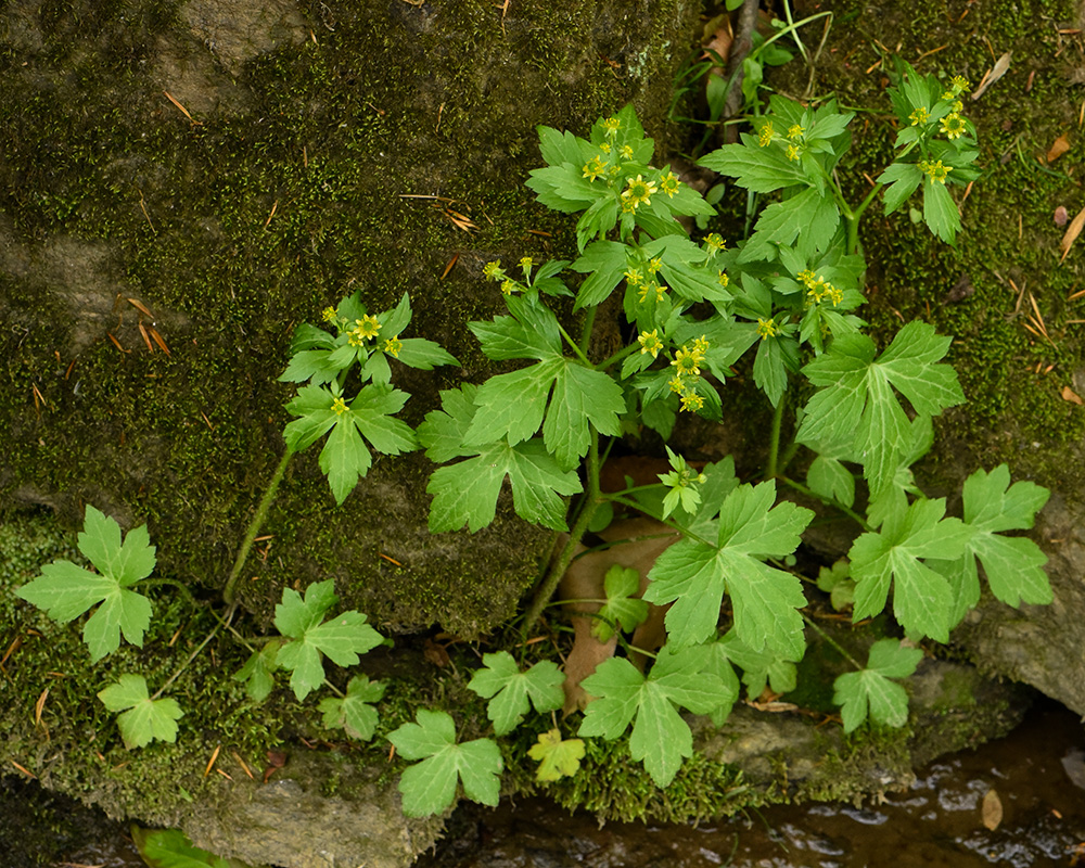 Ranunculus recurvatus var. recurvatus
