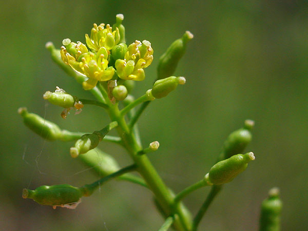 Rorippa palustris var. palustris