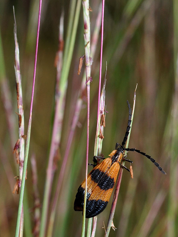 Schizachyrium scoparium var. scoparium