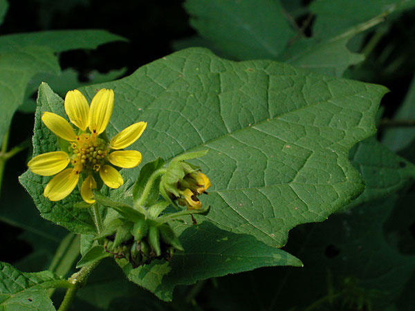Yellow-flowered Leafcup