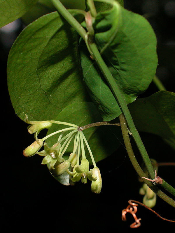Smilax rotundifolia