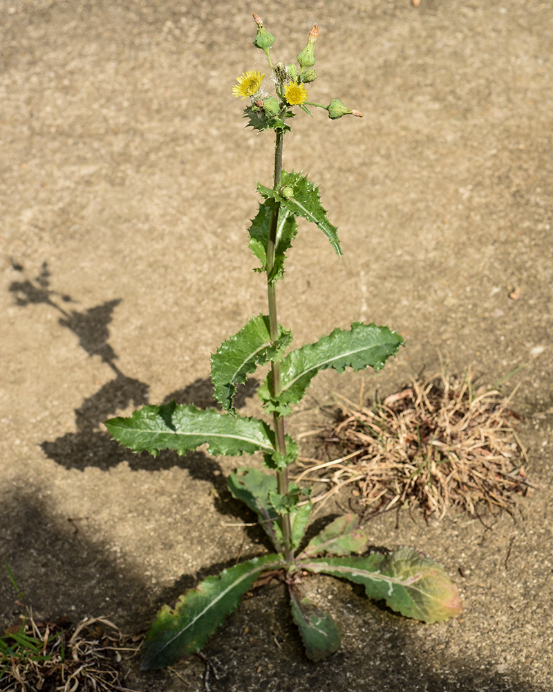 Spiny-leaf Sowthistle