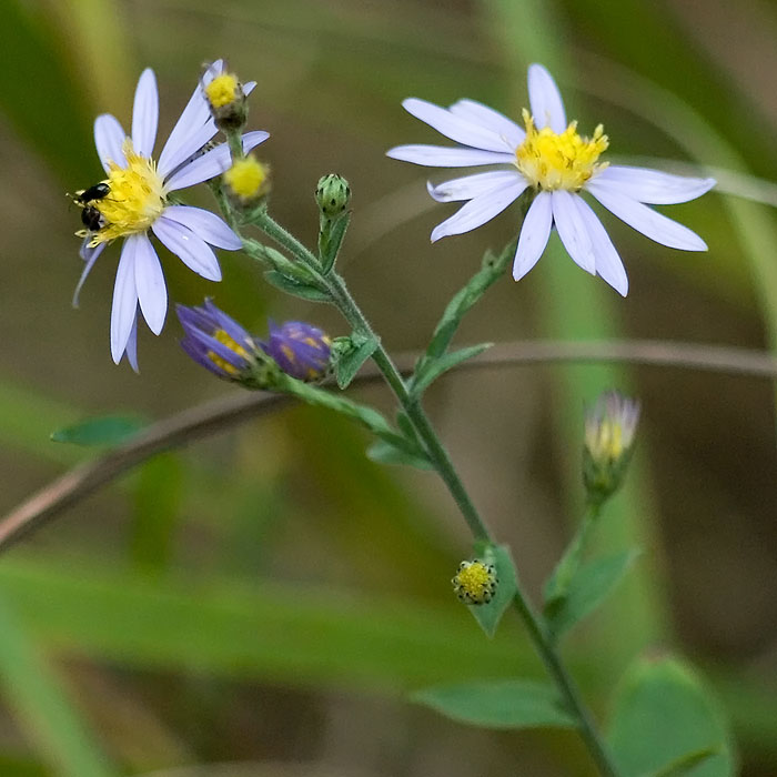 Clasping Heart-leaved Aster