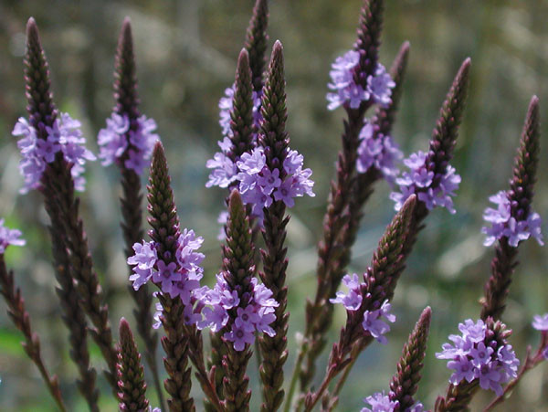 Blue Vervain