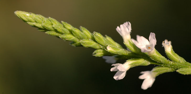 Verbena urticifolia var. urticifolia