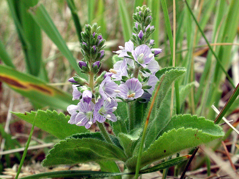 Common Speedwell