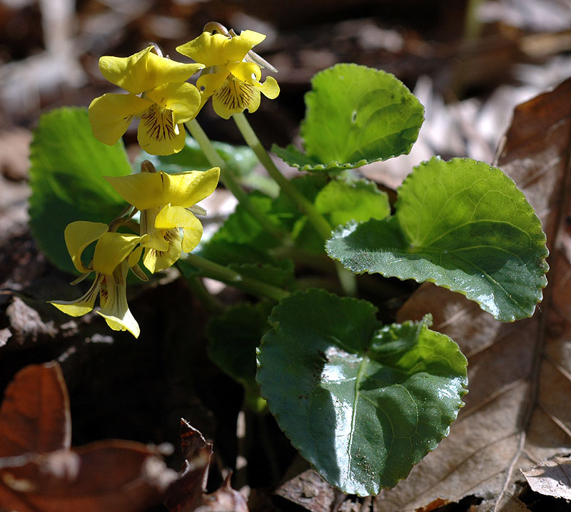 Yellow Roundleaf Violet