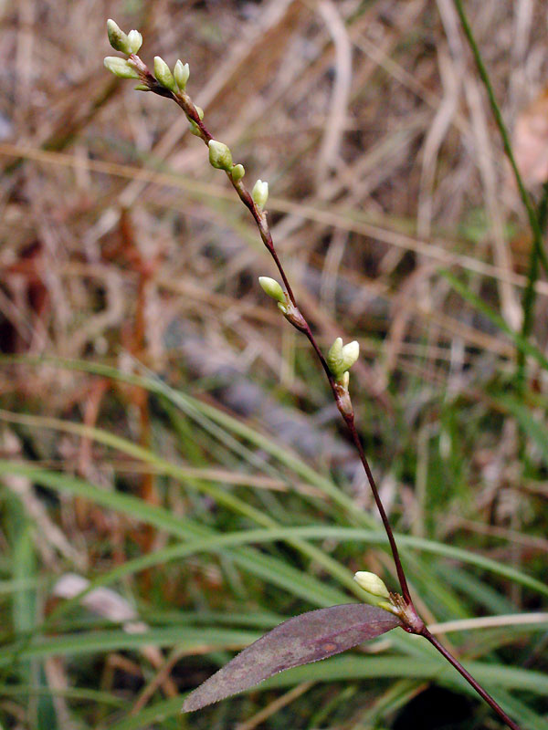 Marshpepper Smartweed