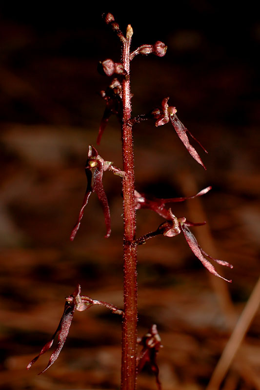 Neottia bifolia