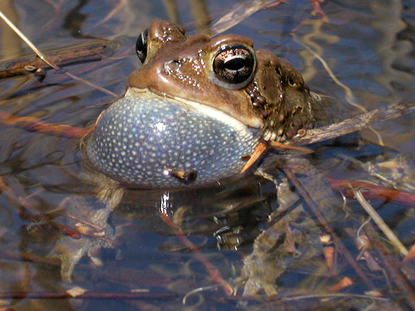 American toad <i>(Bufo americanus)</i><br>White Clay Creek State Park, April 2005