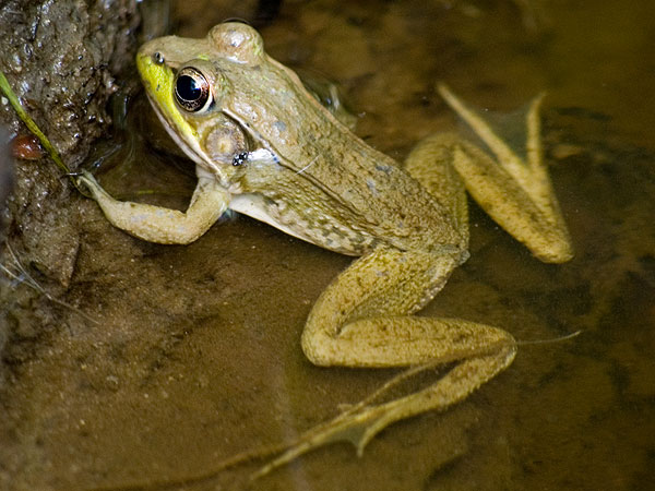 Green frog <i>(Rana clamitans)</i><br>Ratledge woods, May 2006