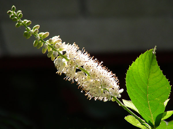 <i>Clethra alnifolia</i>