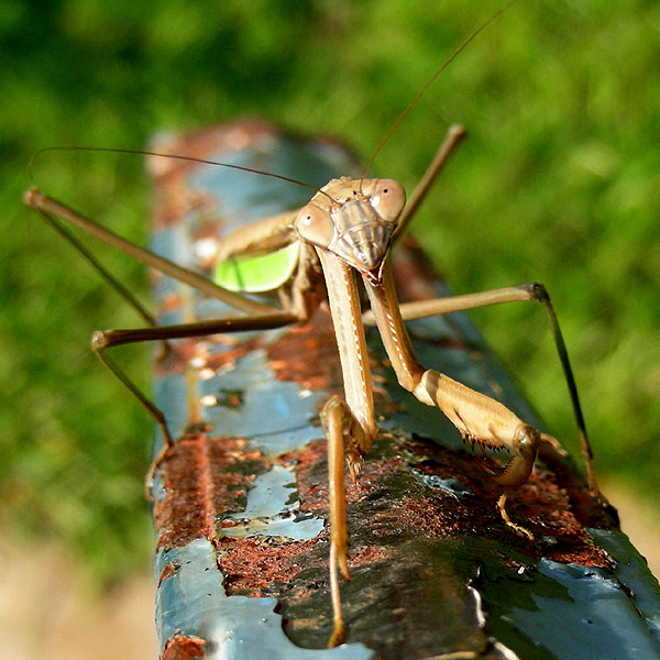 Praying mantis<br>September 2006