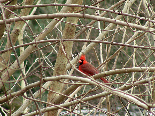 Cardinal<br>March 2007
