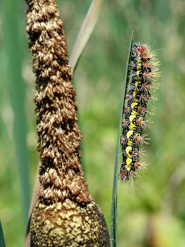 Caterpillar on cattail <i>(Typha latifolia)</i><br>White Clay Creek State Park, July 2007