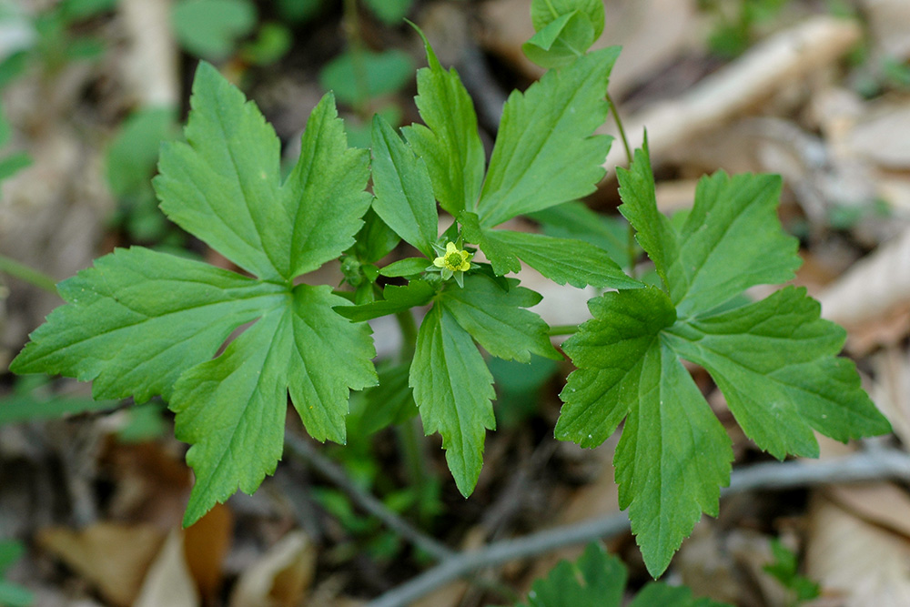 <i>Ranunculus recurvatus </i>var. <i>recurvatus</i>