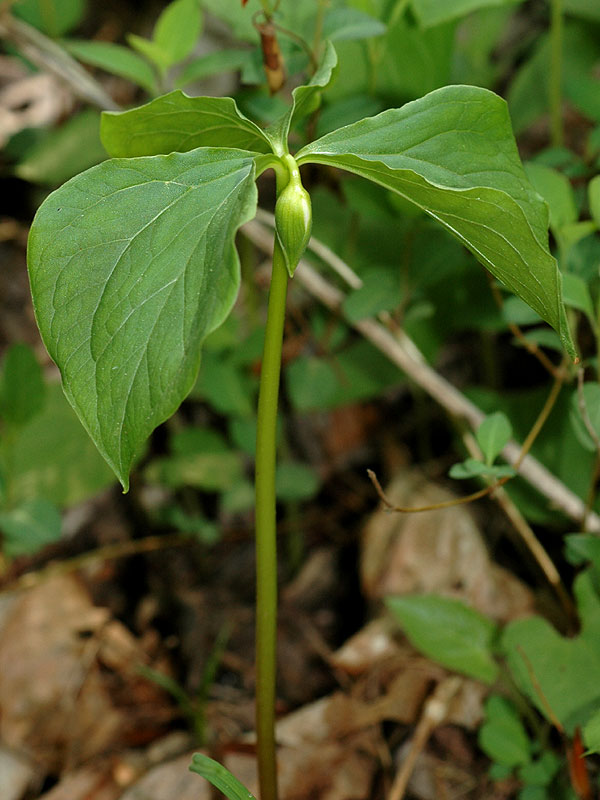 Trillium cernuum