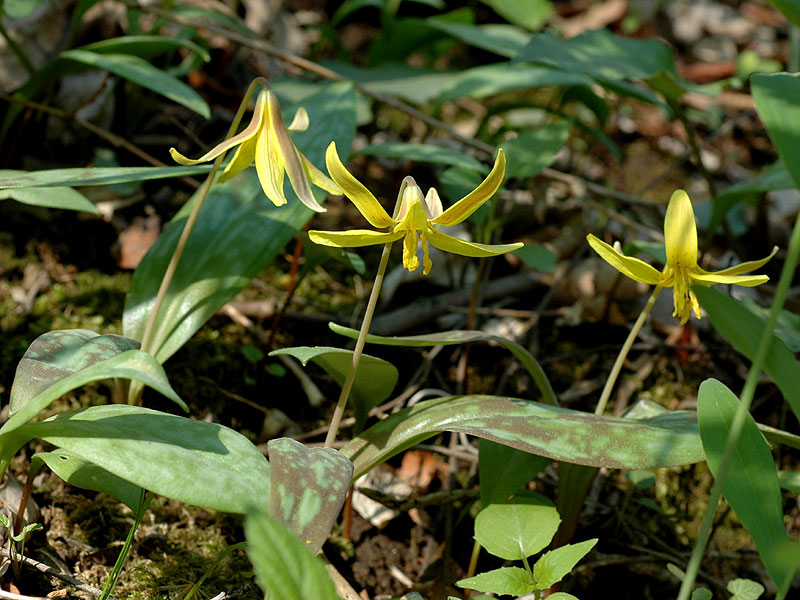 <i>Erythronium americanum </i>subsp. <i>americanum</i>