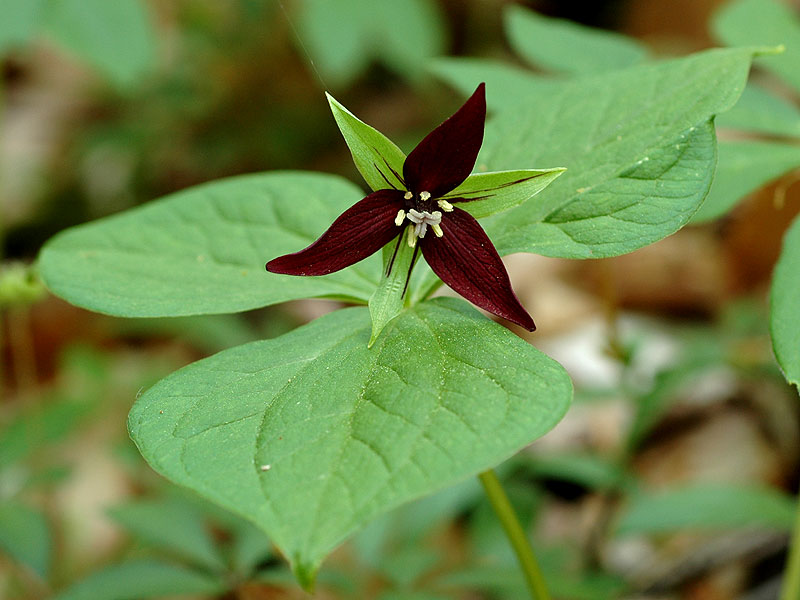 <i>Trillium erectum</i>