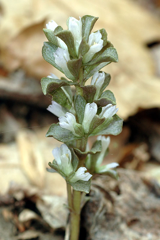 <i>Obolaria virginica</i>