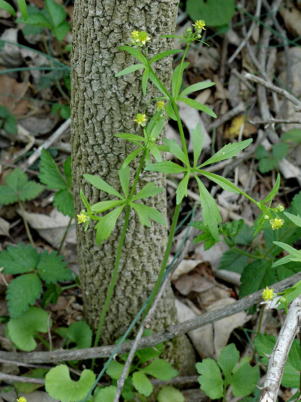 Kidneyleaf Buttercup