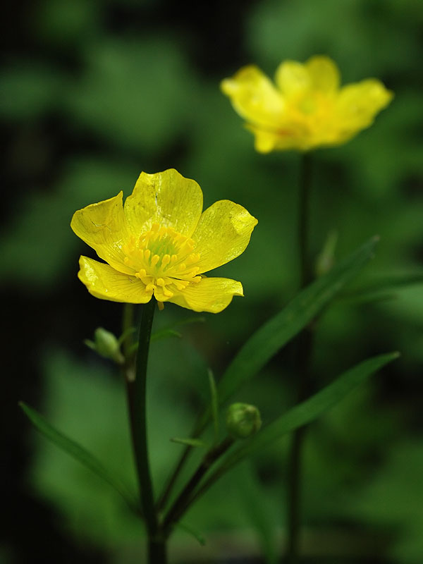Hispid Buttercup