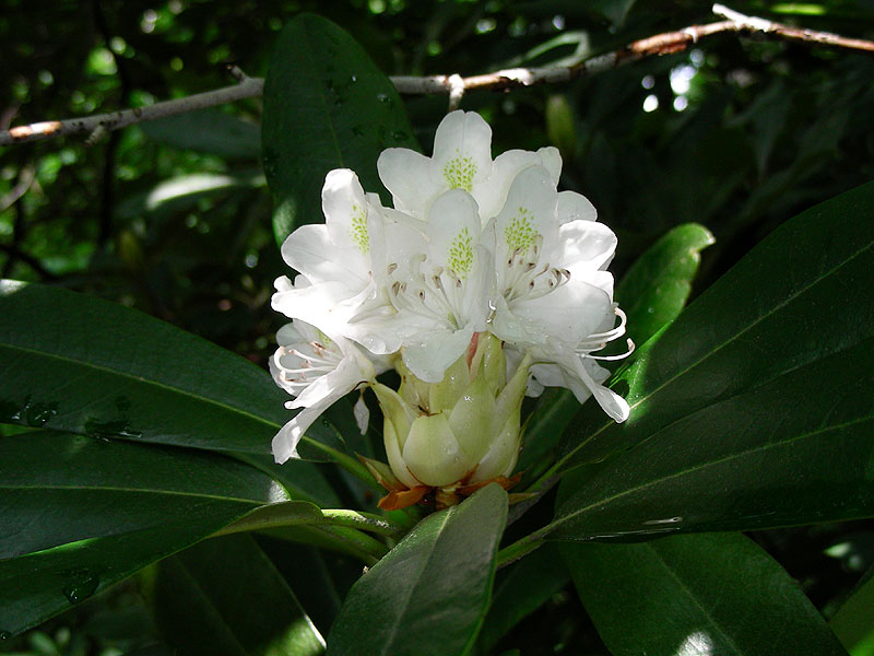 Great Rhododendron
