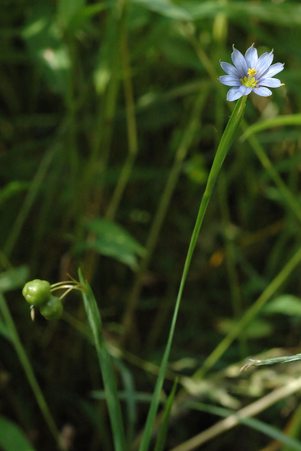 Pointed Blue-eyed-grass