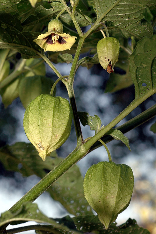 Physalis longifolia var. subglabrata