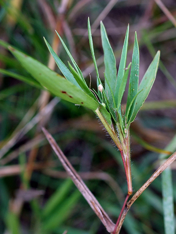 Dichanthelium oligosanthes var. scribnerianum