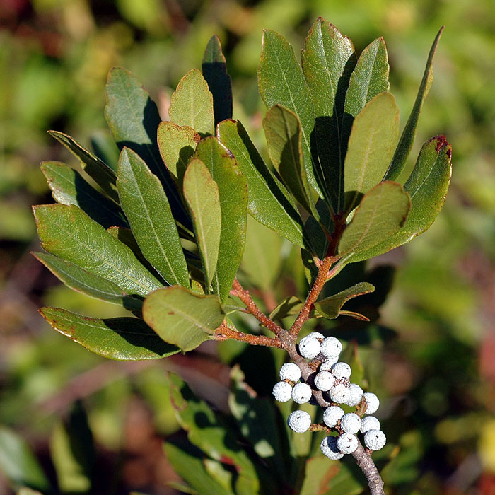 Southern Bayberry