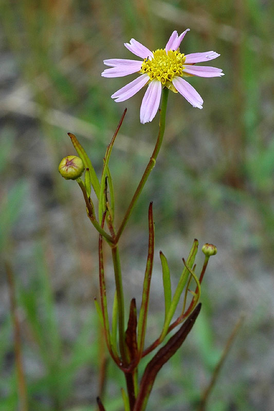 Coreopsis rosea