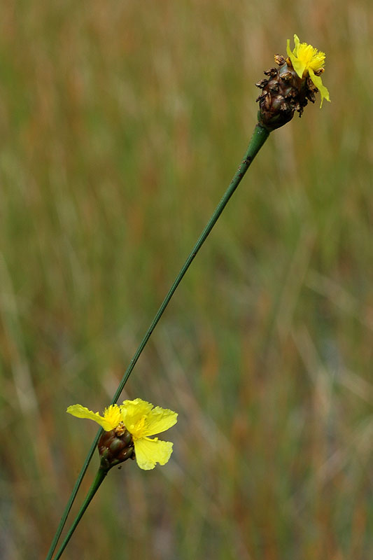 Small's Yellow-eyed-grass