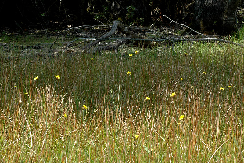 Yellow-eyed-grass was abundant.