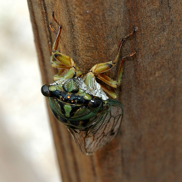 Cicada<br>Lewes, August 2008