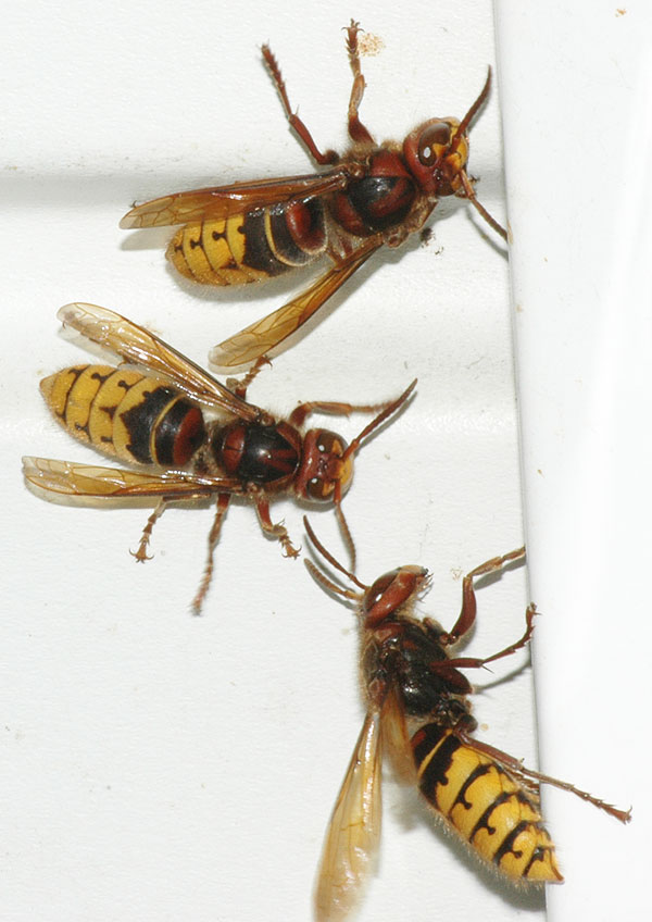 European hornets <i>(Vespa crabro)</i><br>September 2008