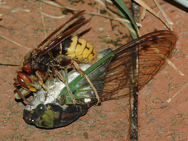 European hornet and cicada