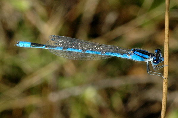 <a href=https://bugguide.net/node/view/524><i>Enallagma</i> sp.</a><br>Damselfly<br>Paper Mill Park, September 2008
