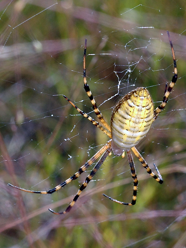 Banded Garden Spider <i>(Argiope trifasciata)</i><br>Nottingham County Park, September 2008