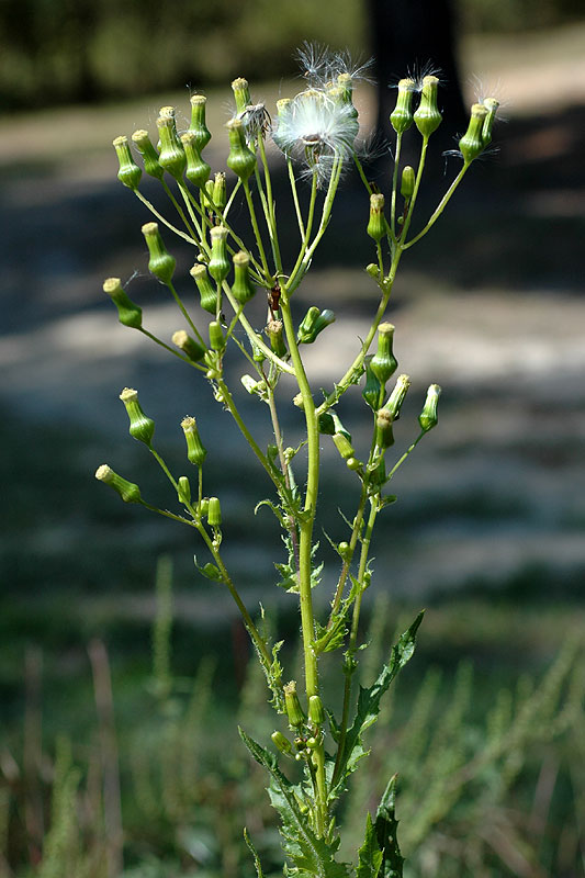 Erechtites hieraciifolia