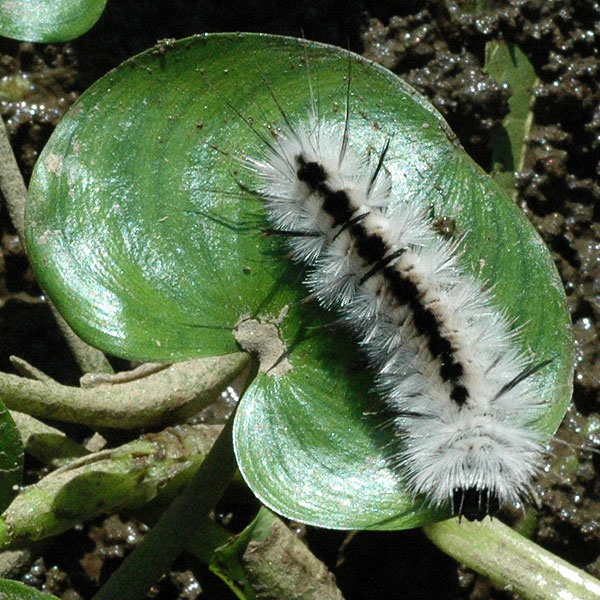 Caterpillar on <i>Heteranthera reniformis</i><br>White Clay Creek, October 2008