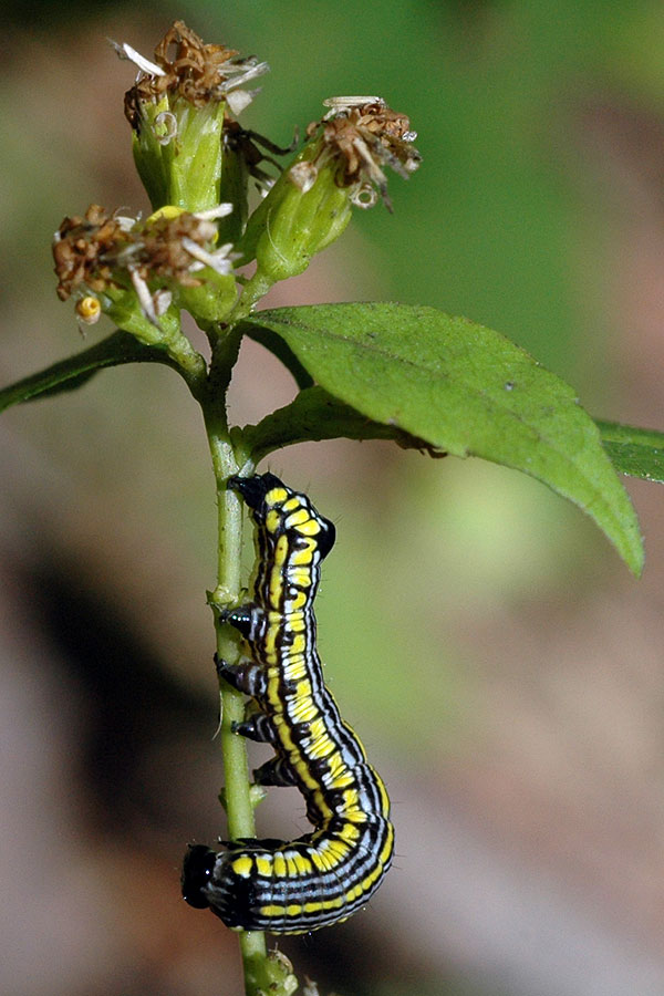 Caterpillar on <i>Solidago caesia</i><br>White Clay Creek, October 2008