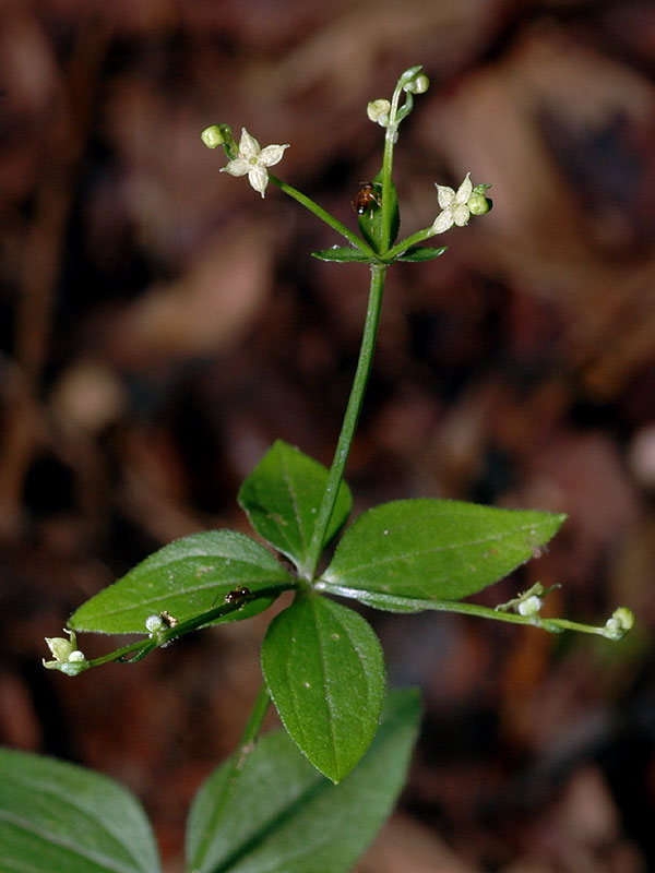 Southern Forest Bedstraw