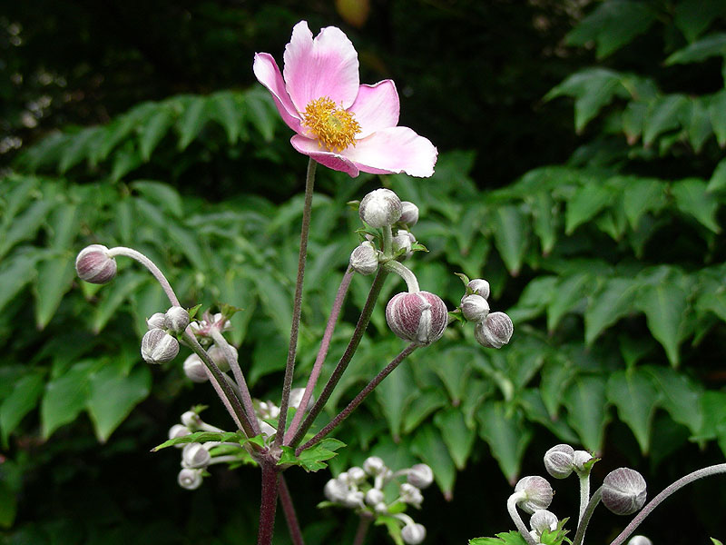 <i>Anemone hupehensis</i> var. <i>japonica</i><br><a href=http://www.centralpark.com/pages/conservatory-garden-flowers/japanese-anemone.html>Japanese anemone</a>