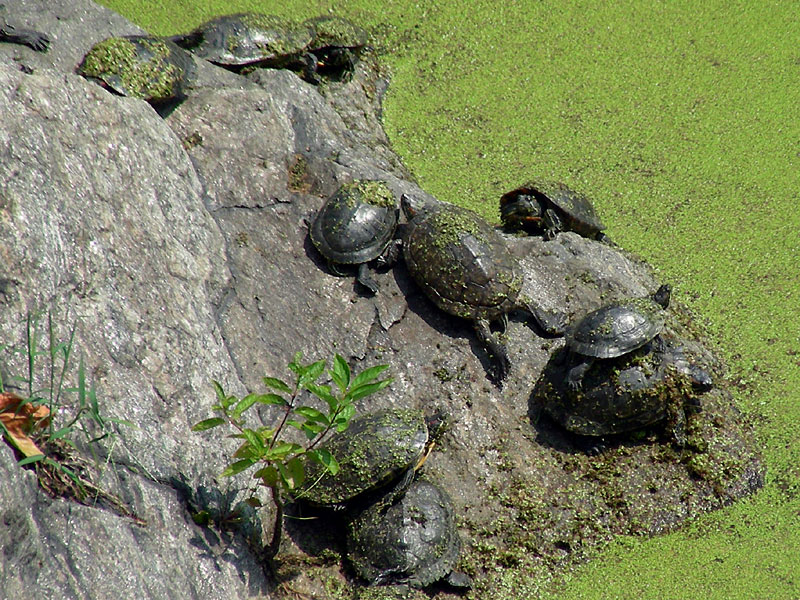 The turtle pond