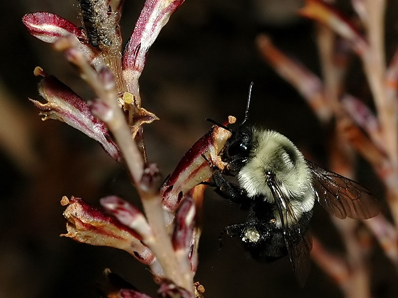 Bee on beechdrops, Middle Run, September 2009