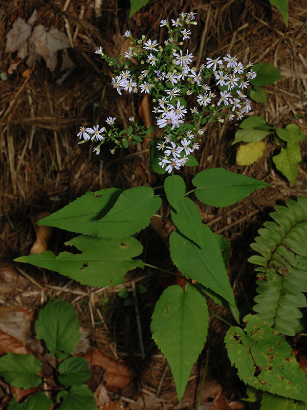 Symphyotrichum cordifolium