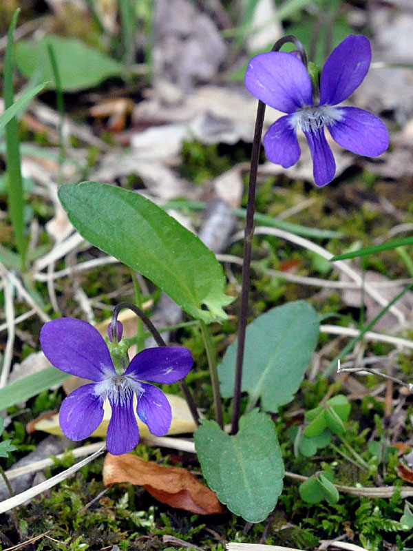 Viola sagittata